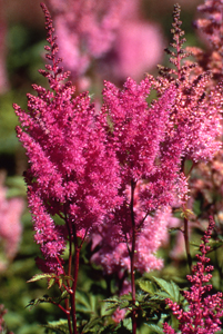 Astilbe x arendsii 'Gloria Purpurea'